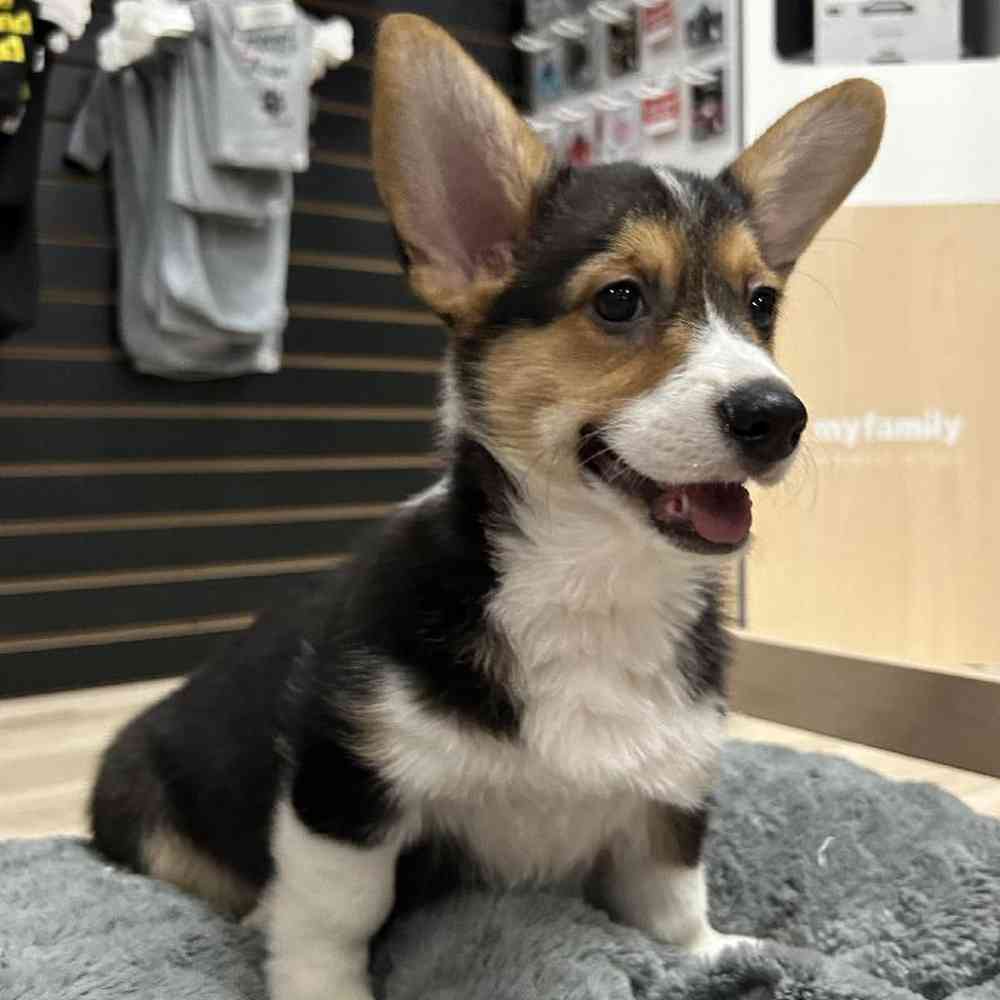 Male Pembroke Welsh Corgi Puppy for Sale in Lee's Summit, MO