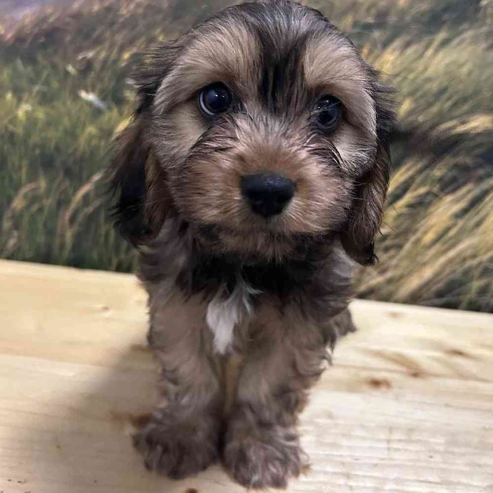 Male Havanese-Cavalier King Charles Spaniel Puppy for Sale in Lee's Summit, MO