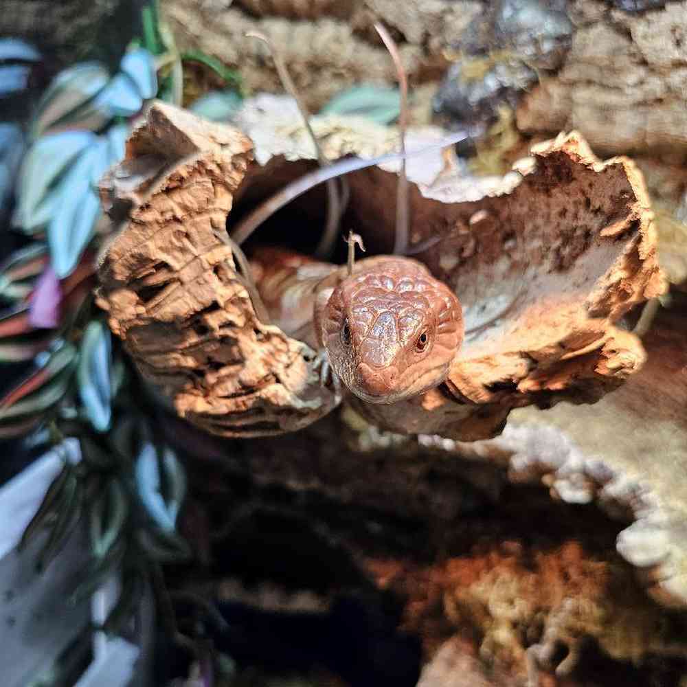 Northern Blue Tongued Skink image