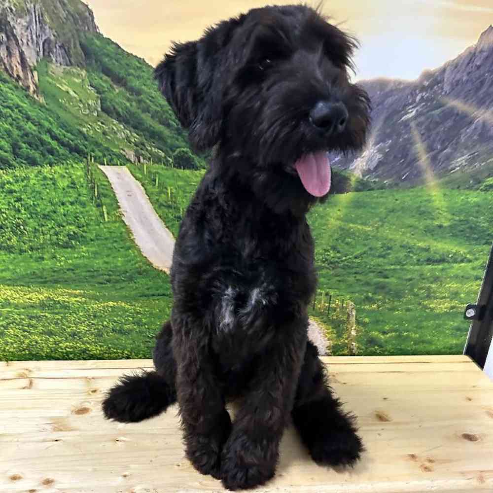 Giant Schnauzer For Sale Summit Zoo