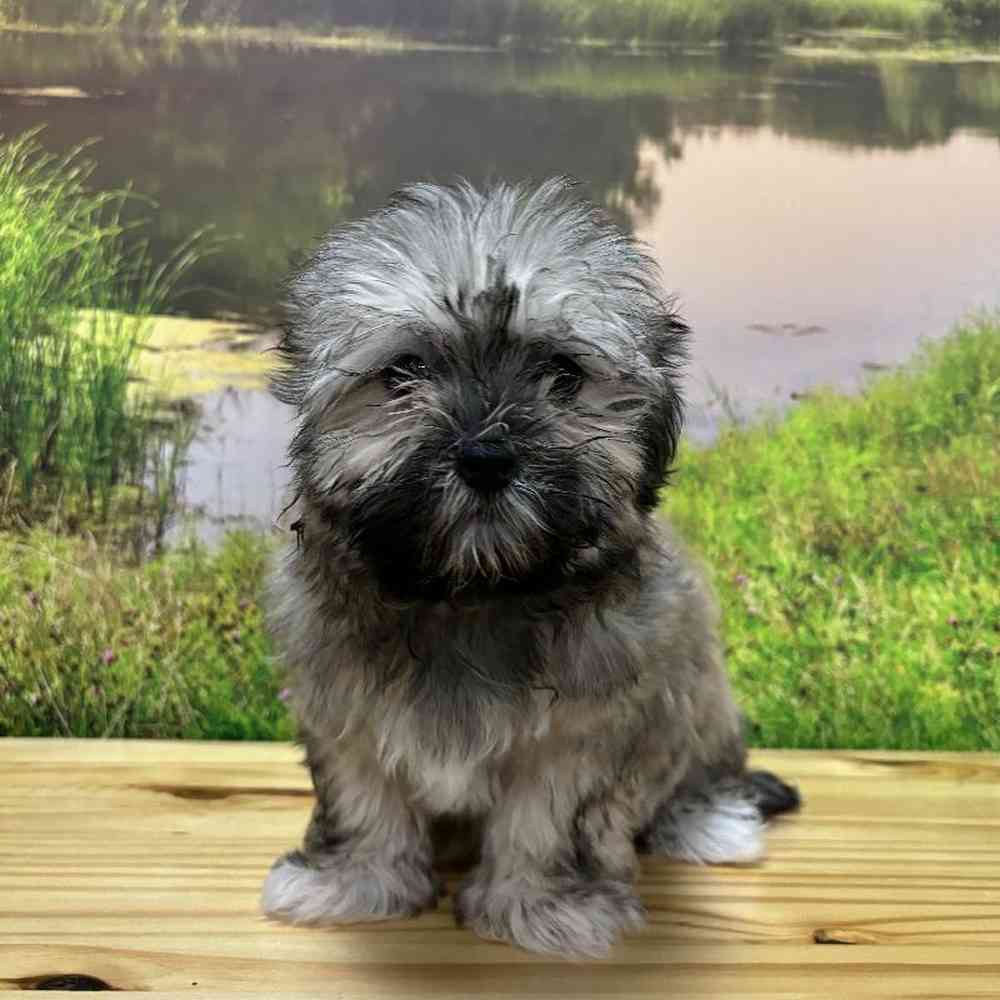 Female Havanese Puppy for Sale in Lee's Summit, MO