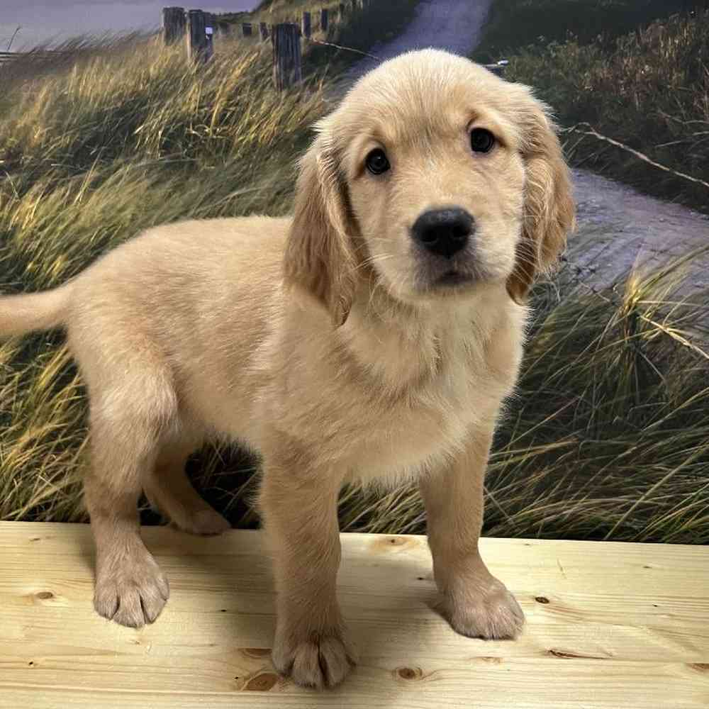 Male Golden Retriever Puppy for Sale in Lee's Summit, MO