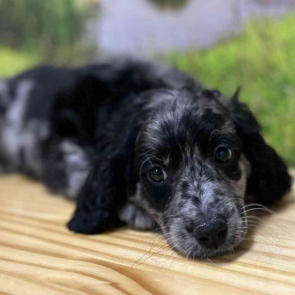 Male Poodle- Mix Puppy for Sale in Lee's Summit, MO