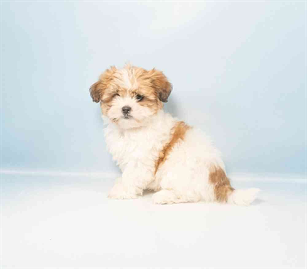 Maltese-Lhasa Apso image