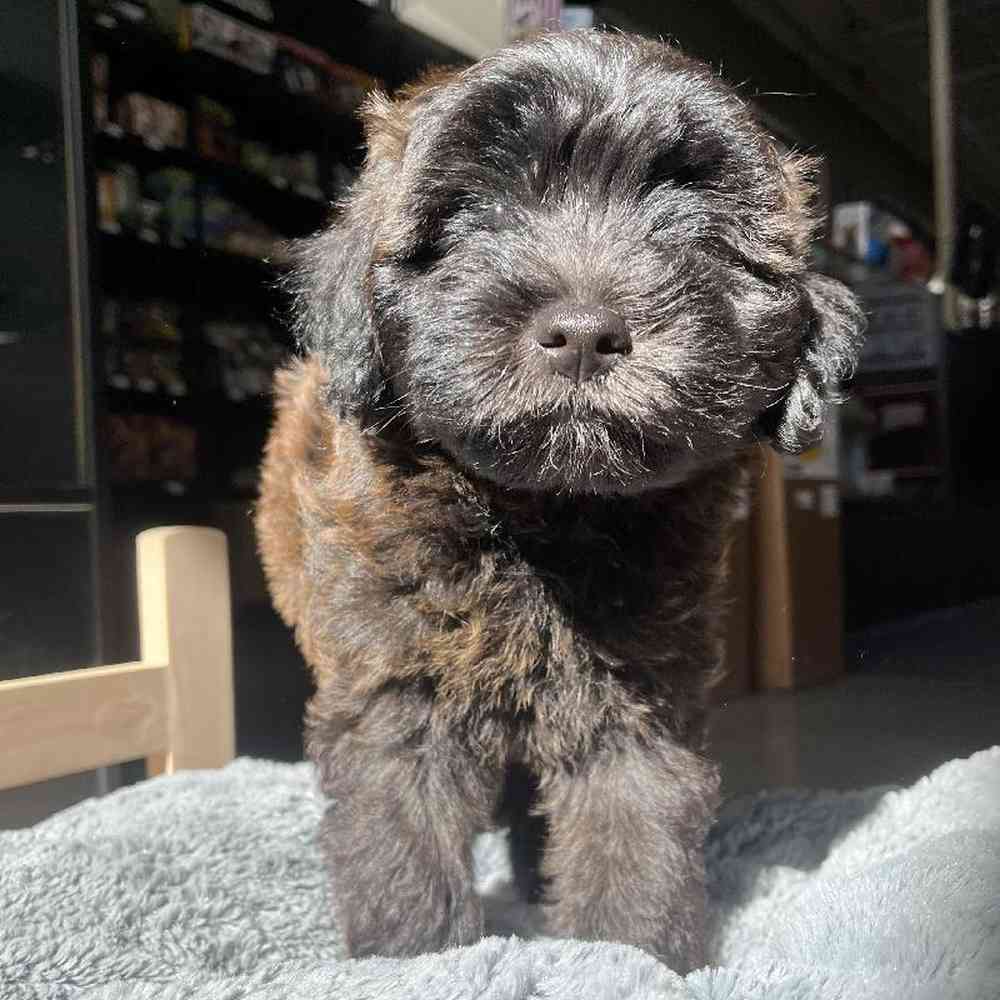 Male Mini Whoodle Puppy for Sale in Lee's Summit, MO