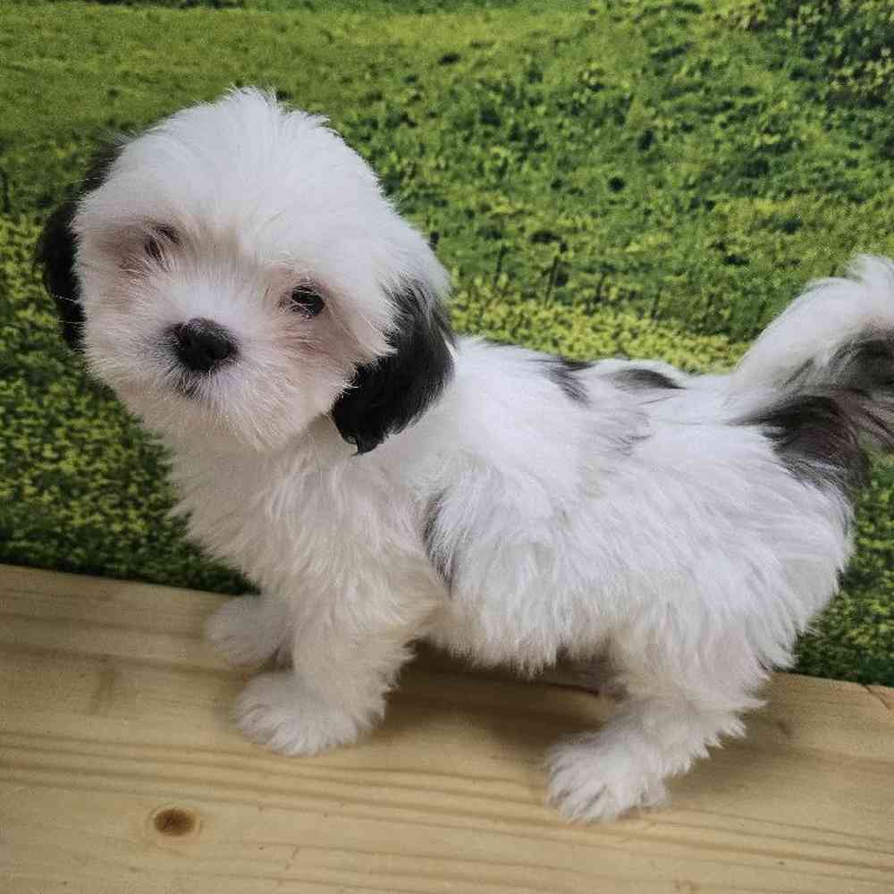 Male Lhasa Apso Puppy for Sale in Lee's Summit, MO