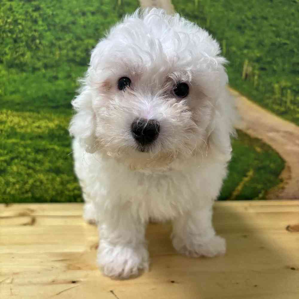 Bichon toy poodle puppies for sale best sale