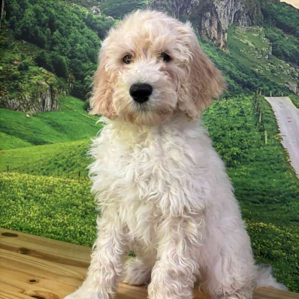 Standard Goldendoodle image