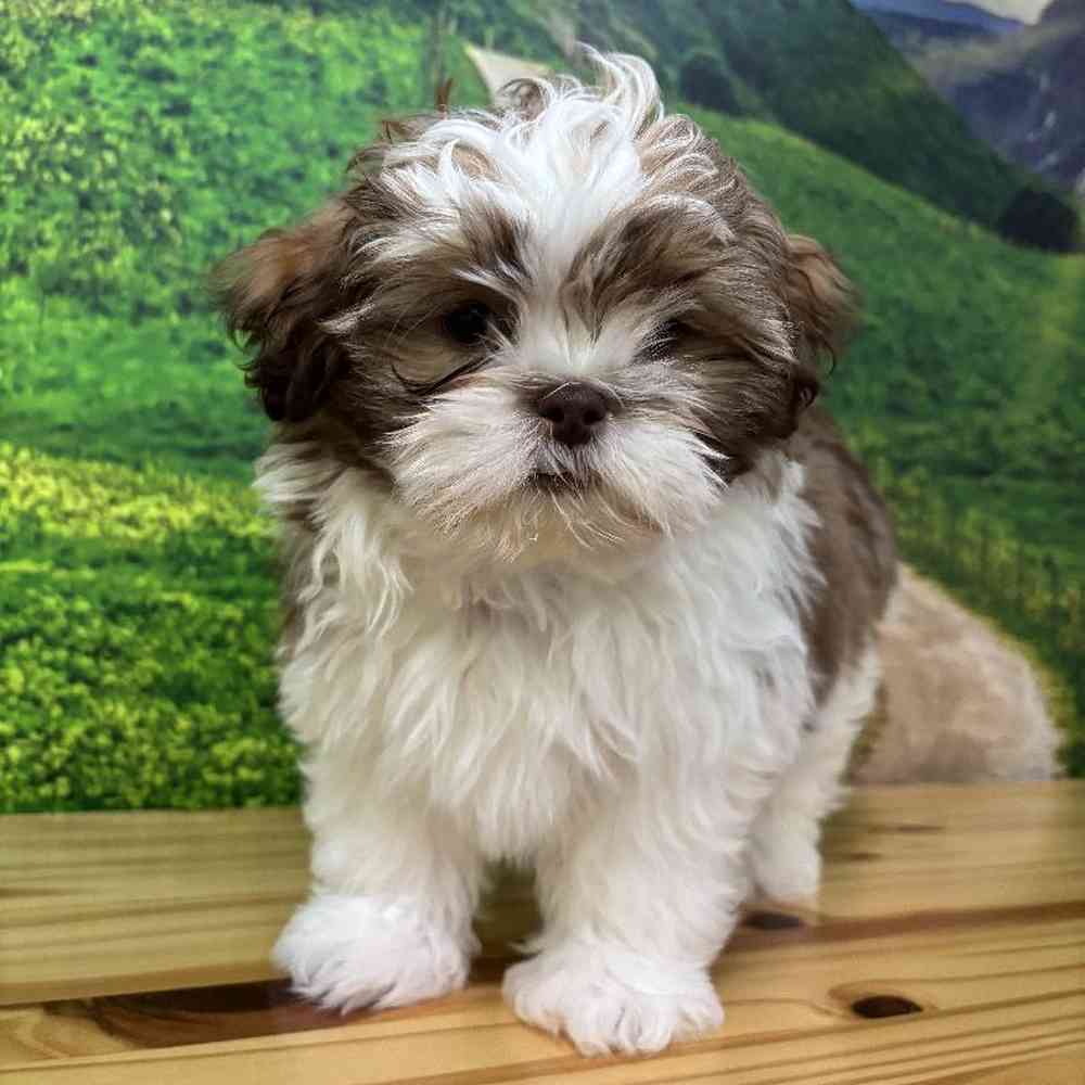 Female Shih Tzu Puppy for Sale in Lee's Summit, MO