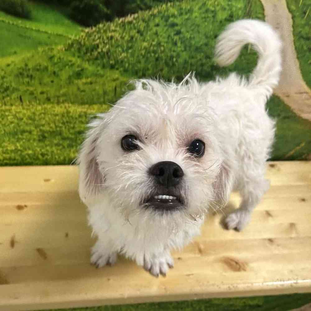 Female Bichon-Pug Puppy for Sale in Lee's Summit, MO