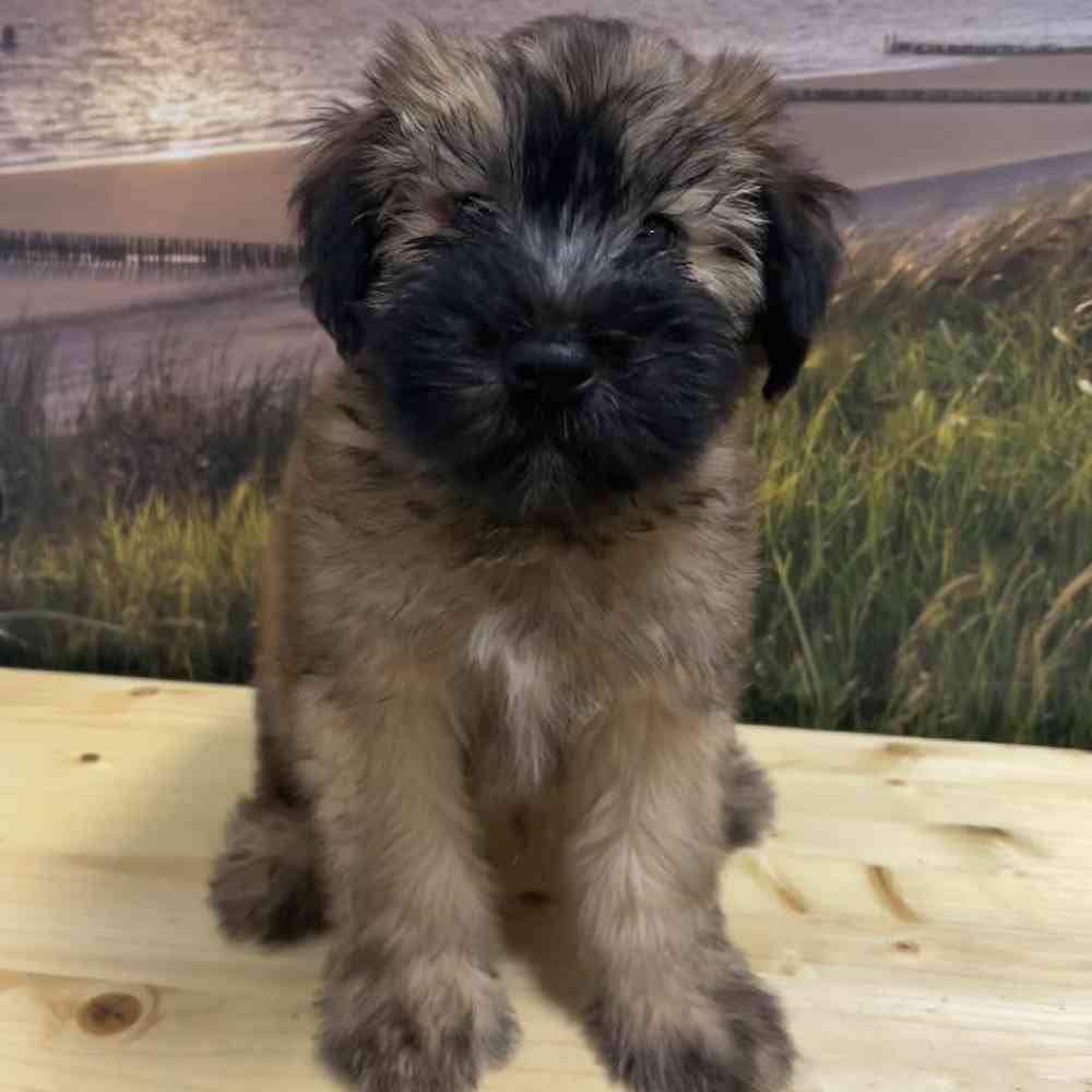 Male Soft Coated Wheaten Terrier Puppy for Sale in Lee's Summit, MO