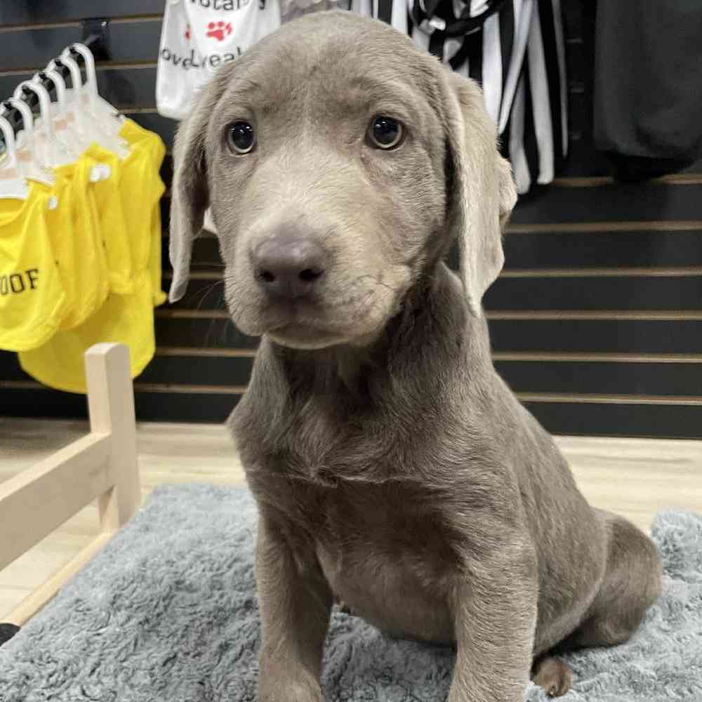 Female Labrador Retriever Puppy for Sale in Lee's Summit, MO