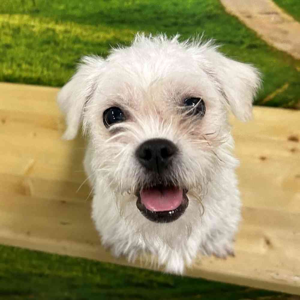 Female Bichon-Pug Puppy for Sale in Lee's Summit, MO