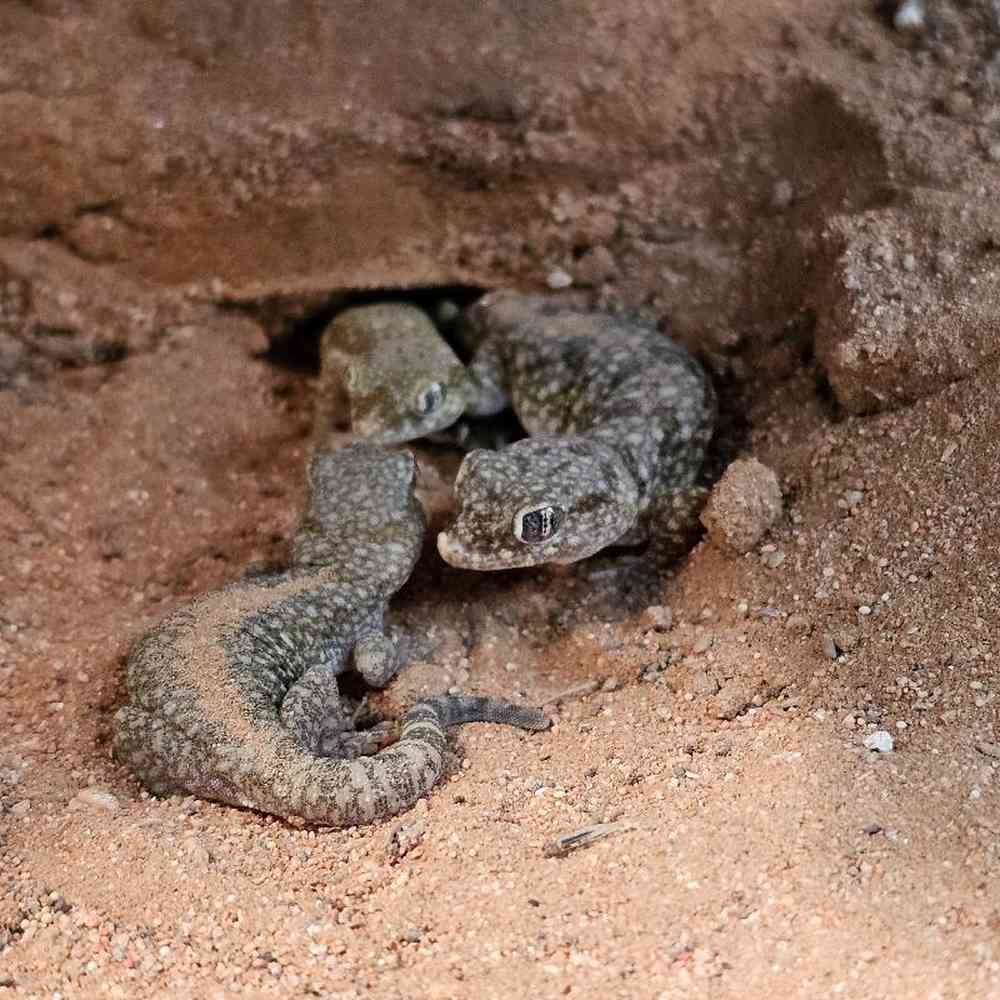 Short Finger Geckos image