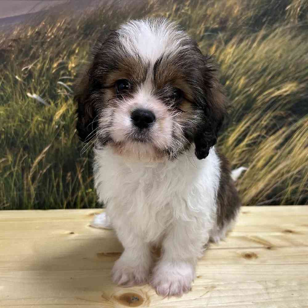 About Lhasa Apso-Cavalier King Charles Spaniel Breed
