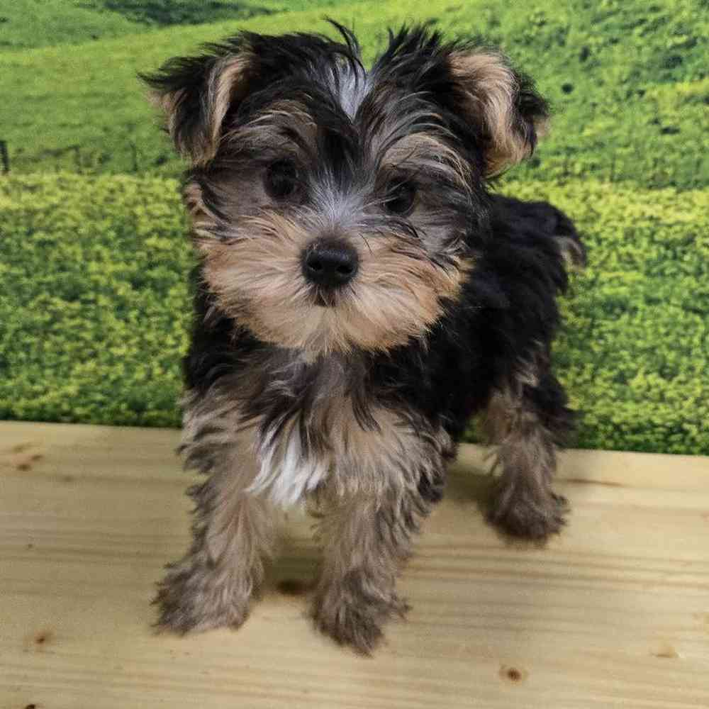 Female Yorkie Puppy for Sale in Lee's Summit, MO