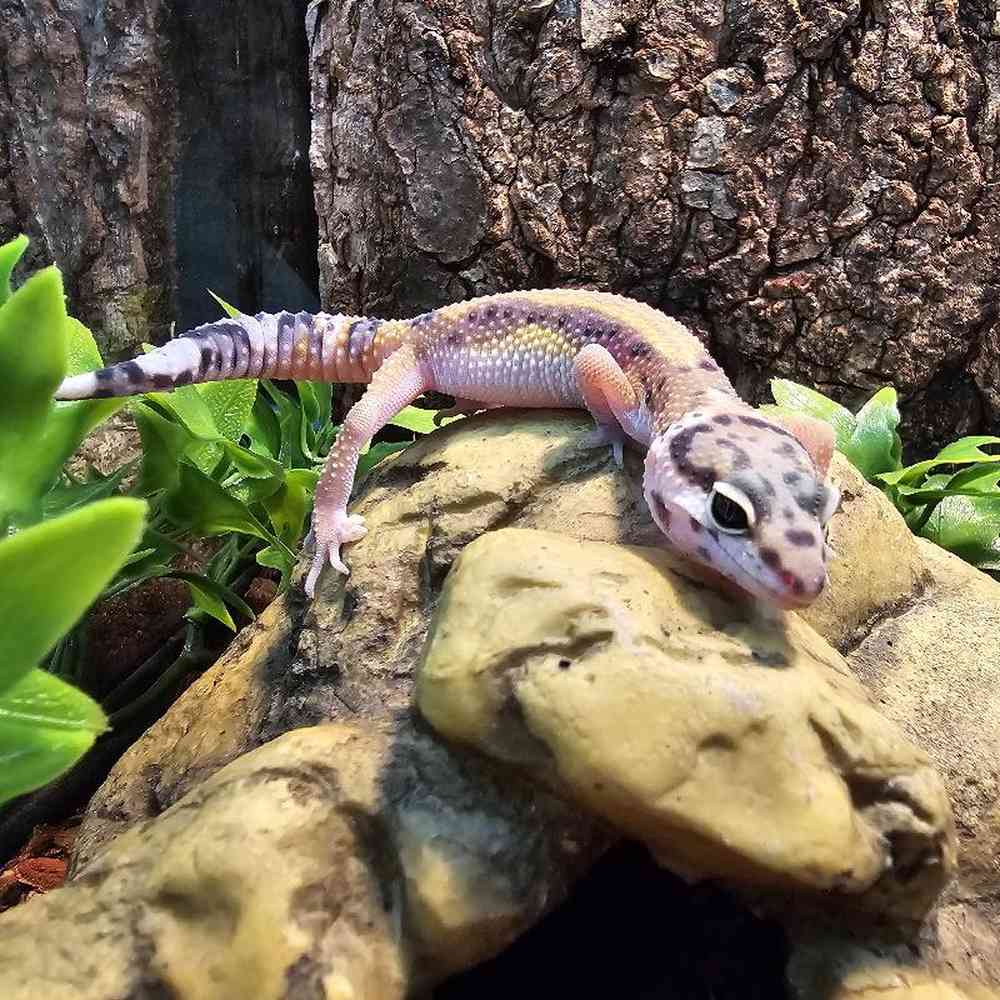 Unknown Leopard Gecko Reptile for Sale in Lee's Summit, MO