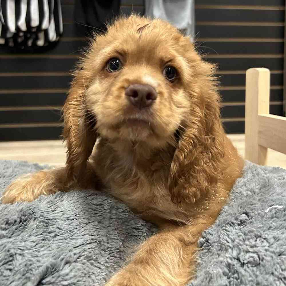 Male Cocker Spaniel Puppy for Sale in Lee's Summit, MO