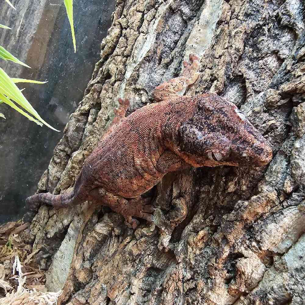 Gargoyle Gecko image