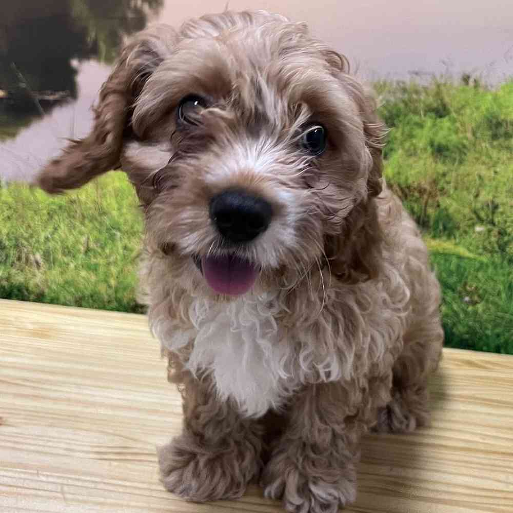 Male Cavapoo Puppy for Sale in Lee's Summit, MO