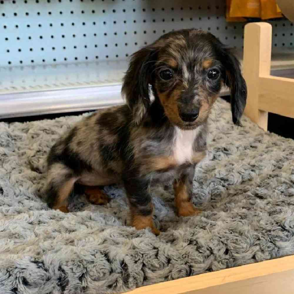 Female Dachshund Puppy for Sale in Lee's Summit, MO