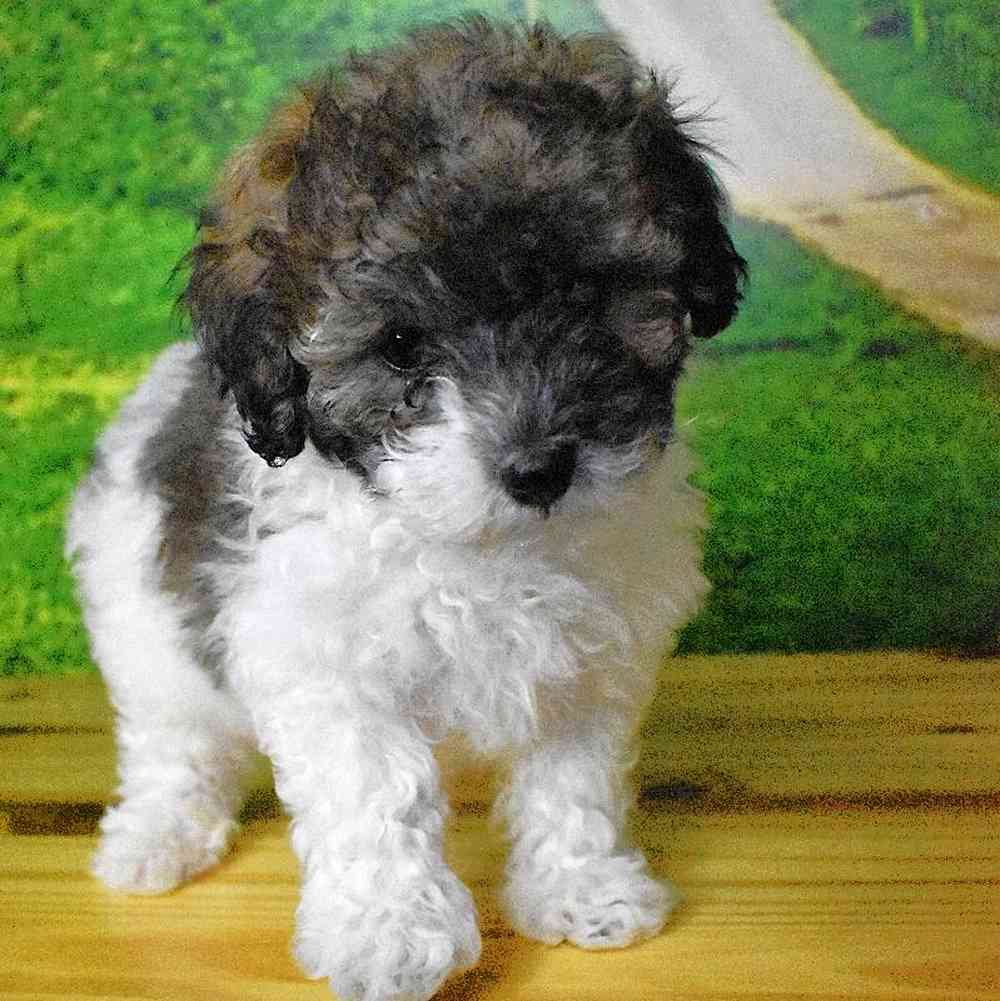 Bichon-Poodle image