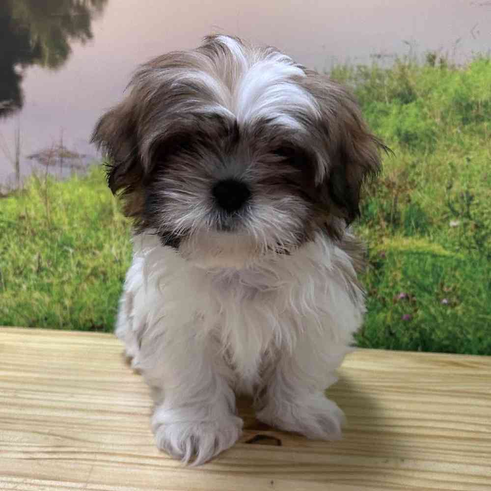 Female Shih Tzu Puppy for Sale in Lee's Summit, MO