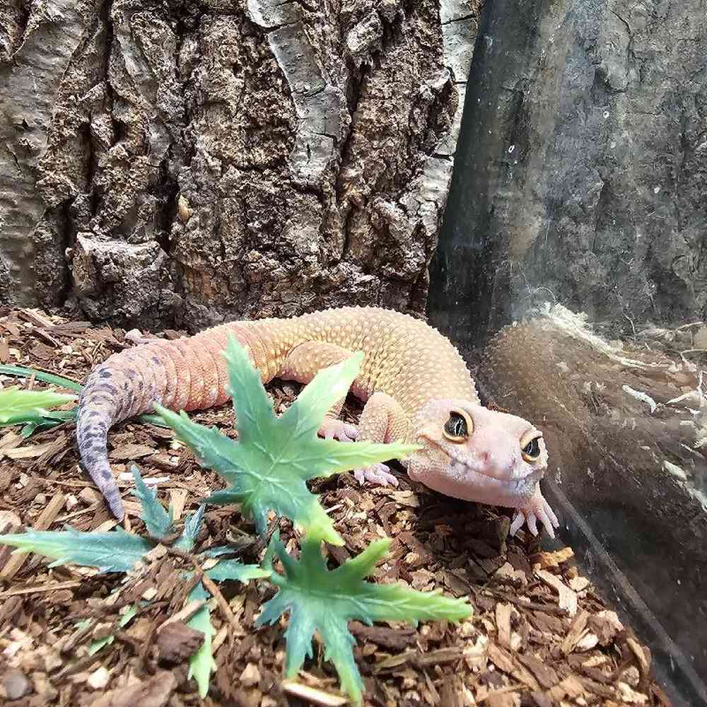 Leopard Gecko image