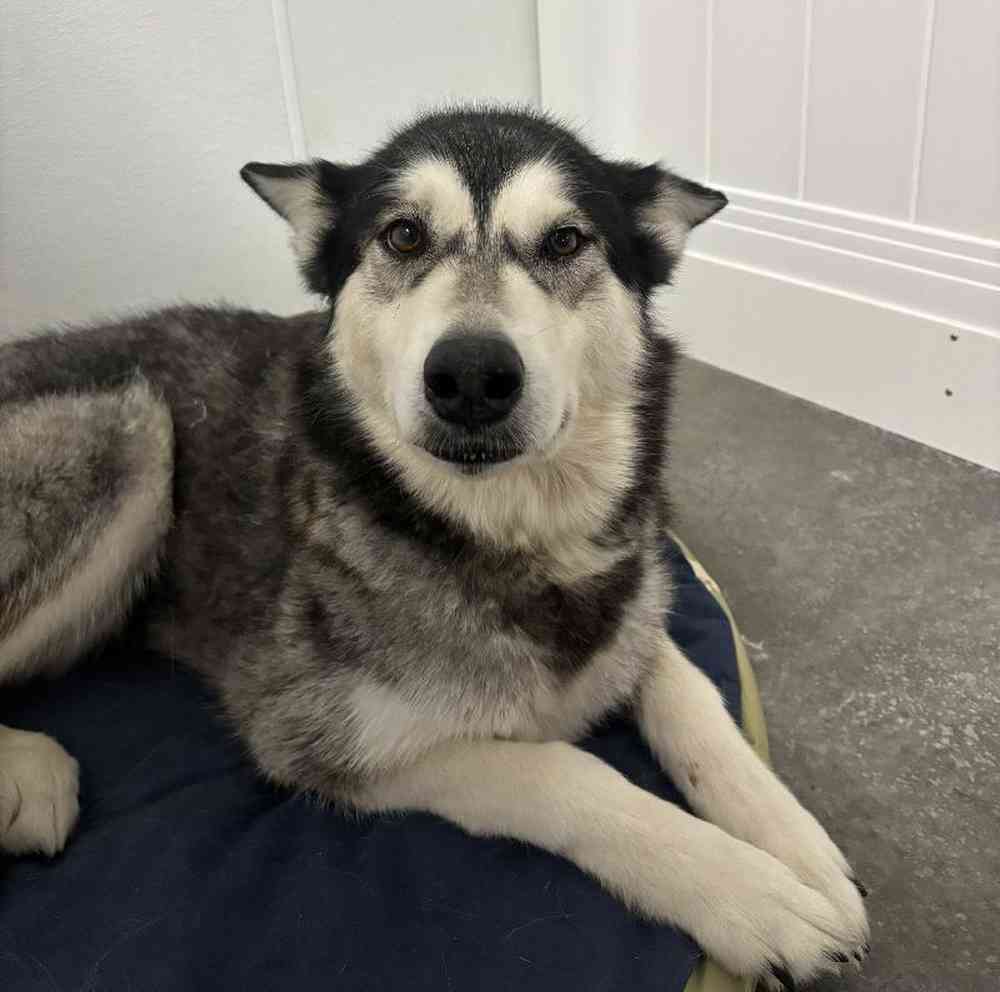 Female Alaskan Malamute (Adoption) Adoption Dog for Sale in Lee's Summit, MO