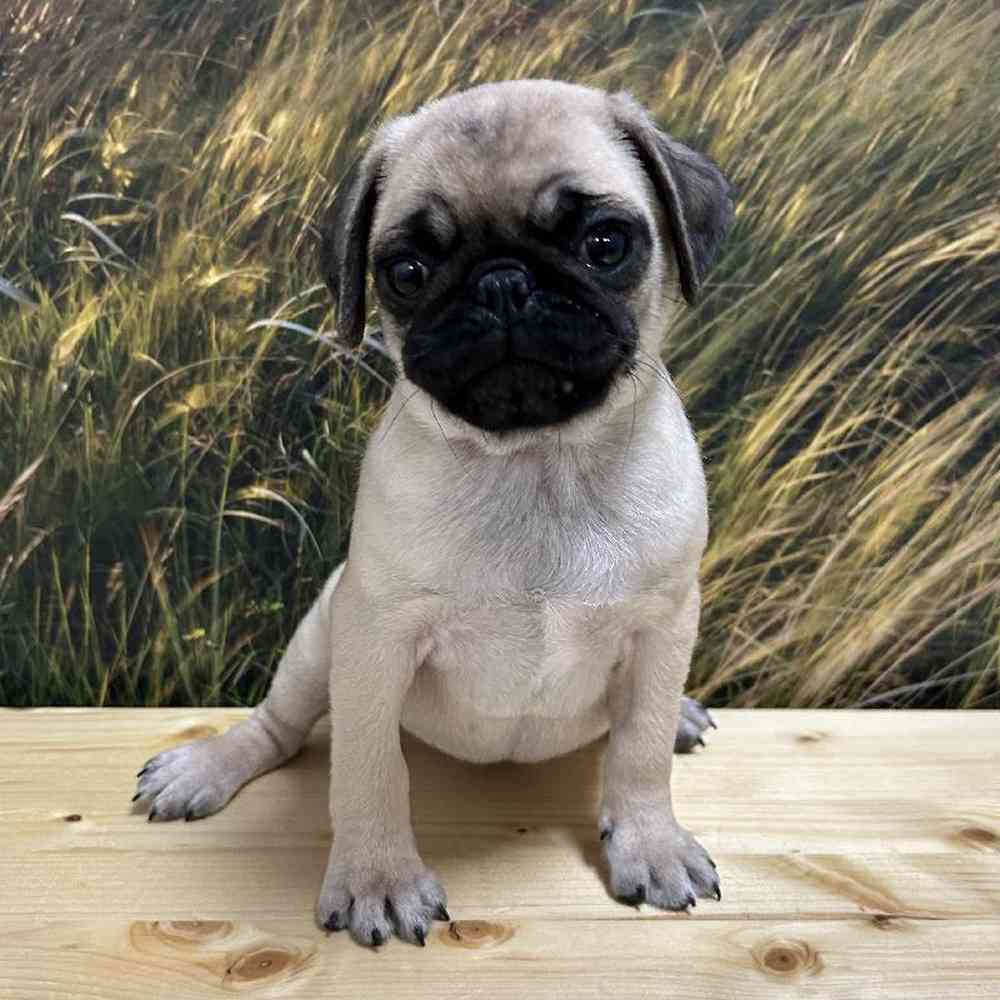 Female Pug Puppy for Sale in Lee's Summit, MO