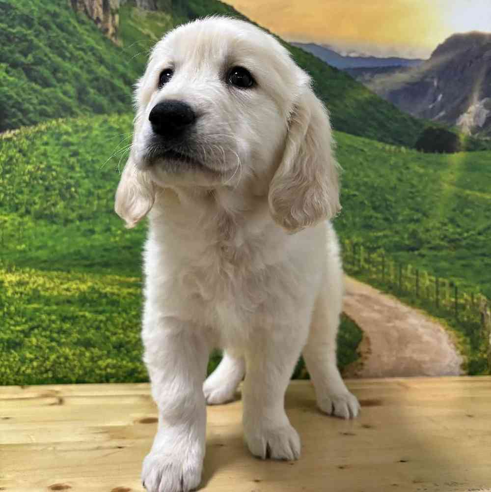 Male Golden Retriever Puppy for Sale in Lee's Summit, MO