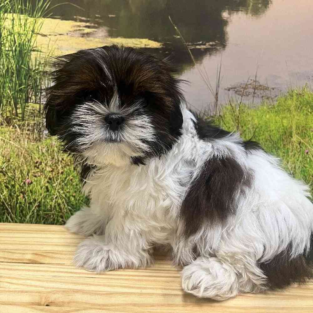 Female Shih Tzu Puppy for Sale in Lee's Summit, MO