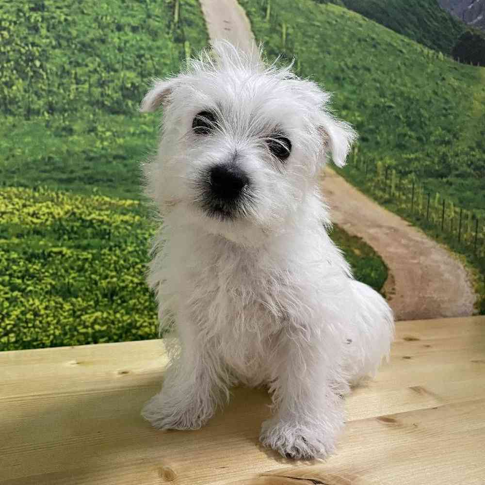 Male West Highland White Terrier Puppy for Sale in Lee's Summit, MO