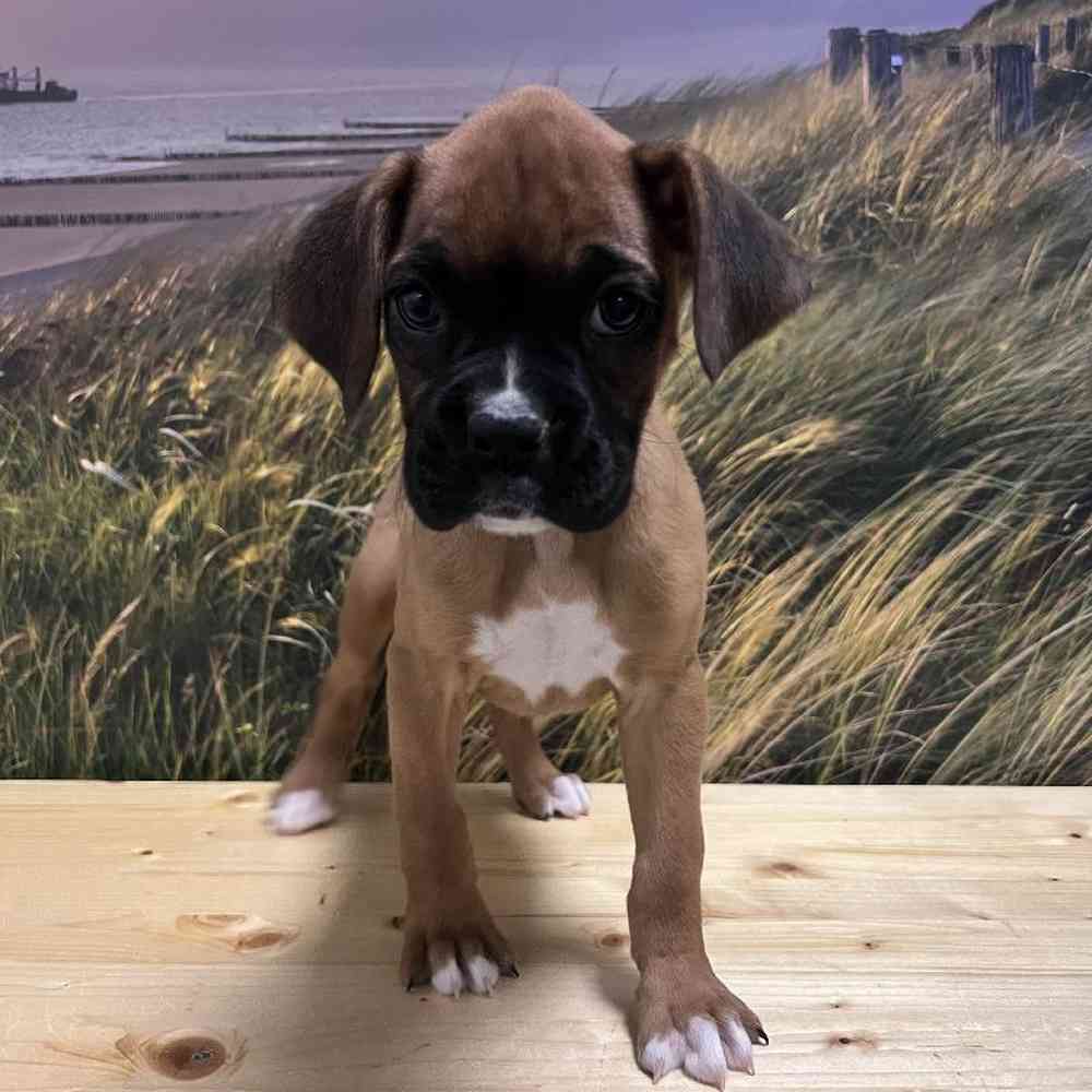 Boxer For Sale | Summit Zoo