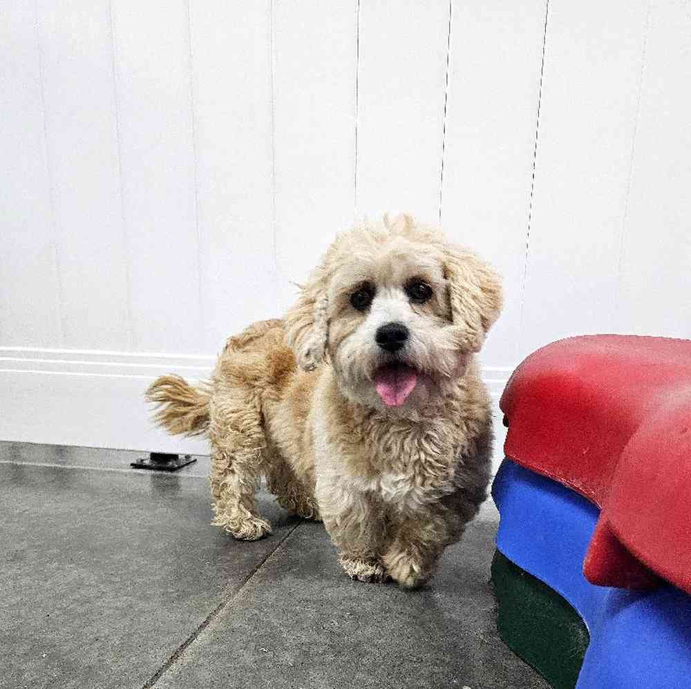 Female Lhasa Apso (Adoption) Adoption Dog for Sale in Lee's Summit, MO