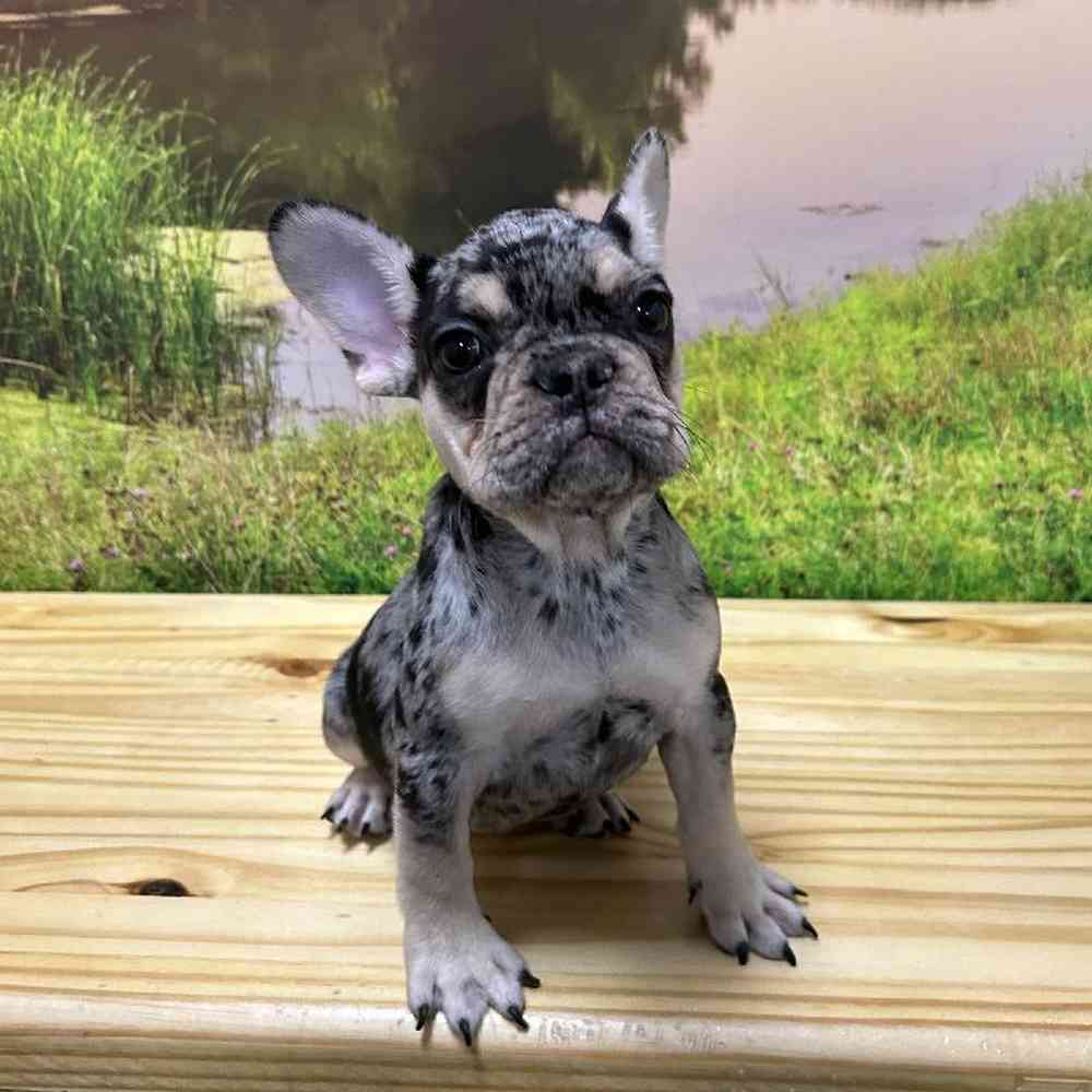 French Bulldog For Sale | Summit Zoo