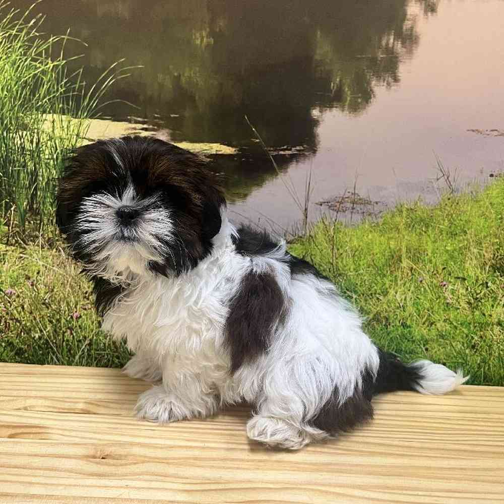 Female Shih Tzu Puppy for Sale in Lee's Summit, MO