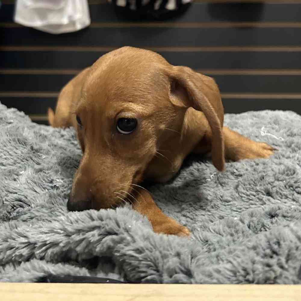 Female Dachshund Puppy for Sale in Lee's Summit, MO