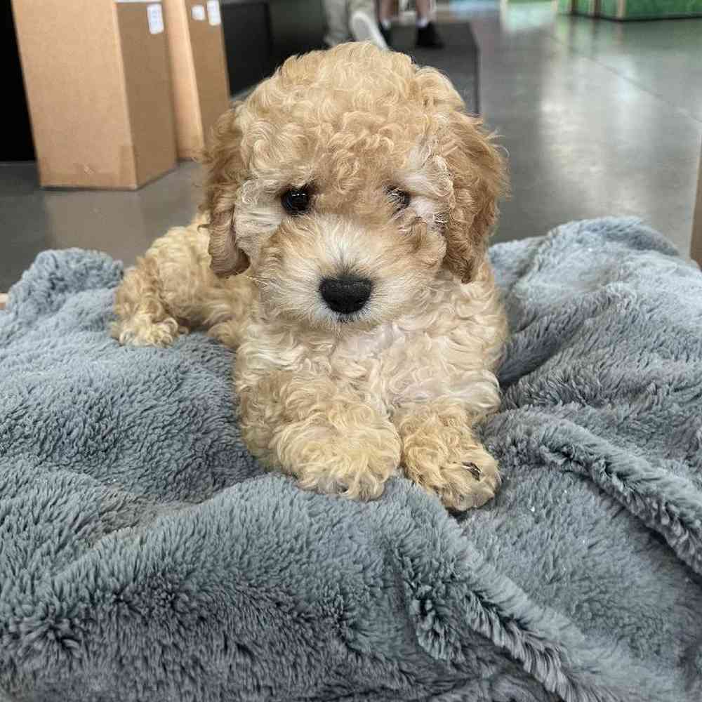 Mini Goldendoodle For Sale | Summit Zoo