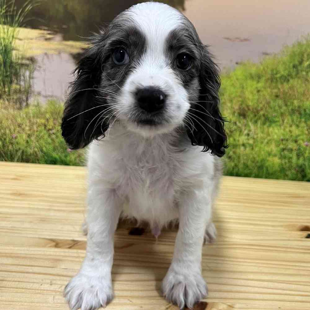 Male Cockapoo Puppy for Sale in Lee's Summit, MO