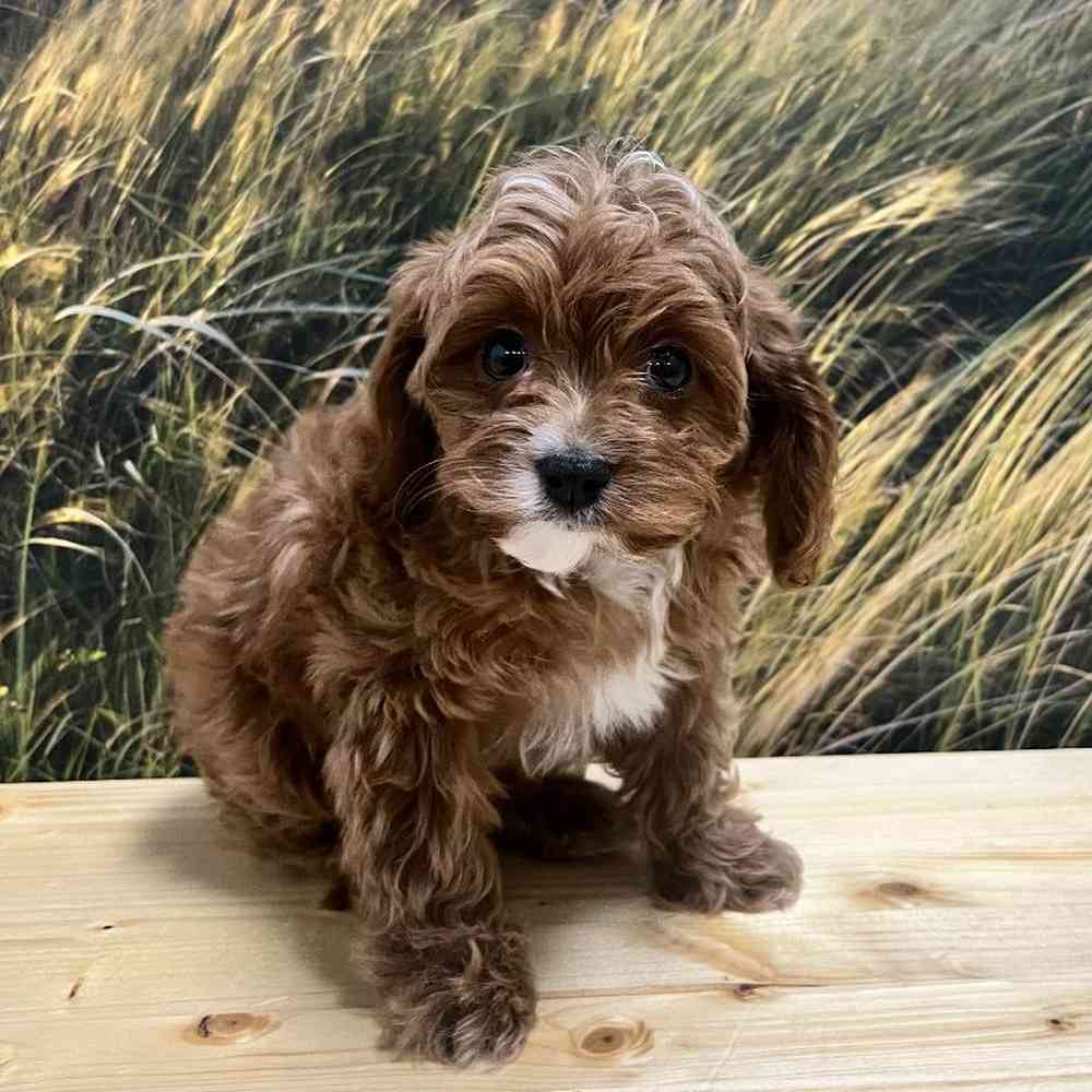 Cavapoo For Sale | Summit Zoo