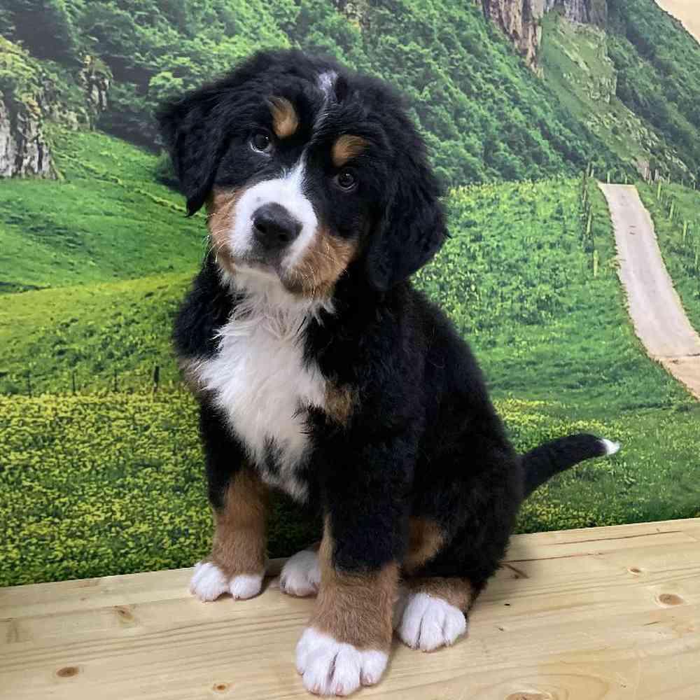 Male Bernese Mountain Dog Puppy for Sale in Lee's Summit, MO