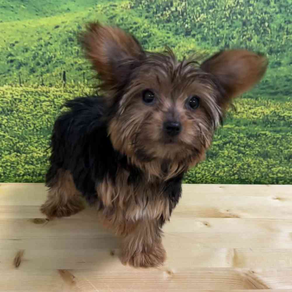 Female Yorkie Puppy for Sale in Lee's Summit, MO