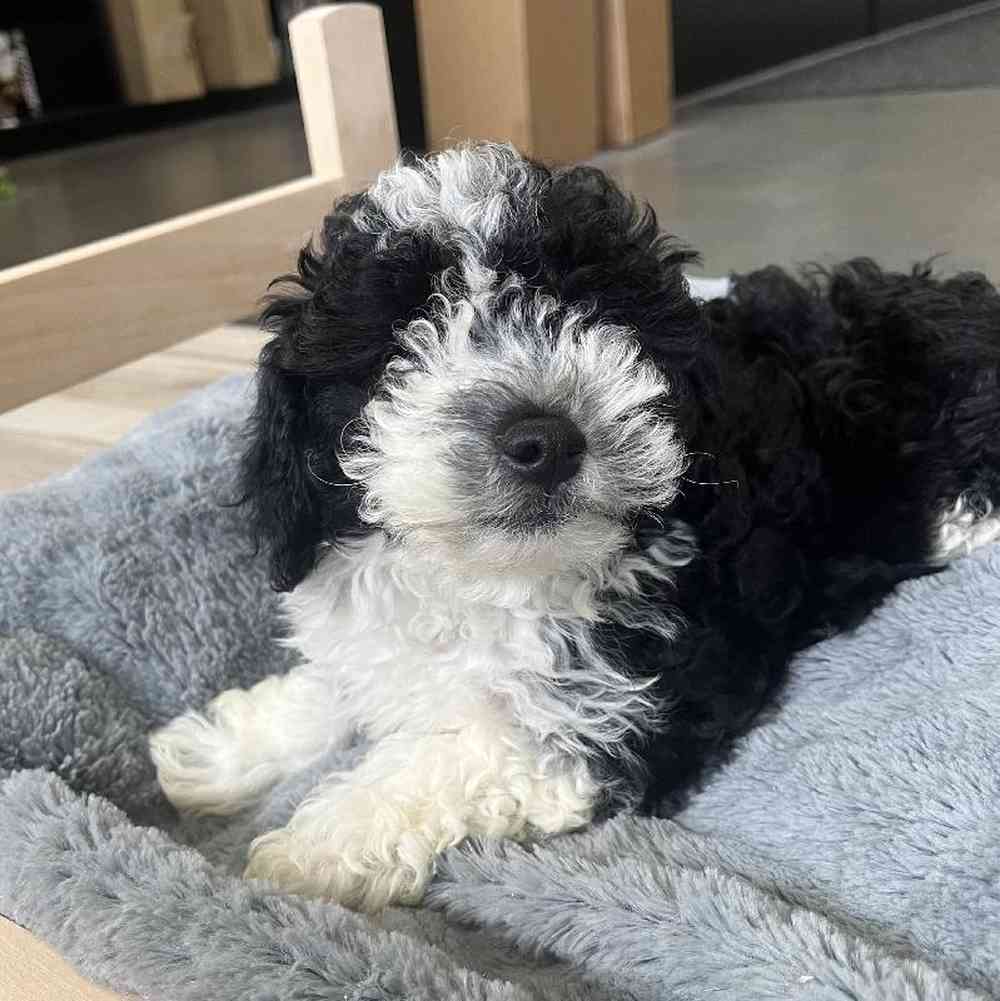 Male Havapoo Puppy for Sale in Lee's Summit, MO