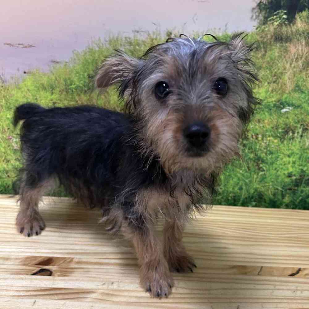 Female Silky Terrier Puppy for Sale in Lee's Summit, MO