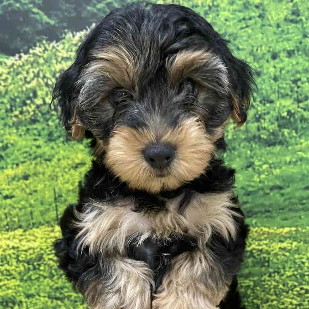 Male Yorkie-Poo Puppy for Sale in Lee's Summit, MO