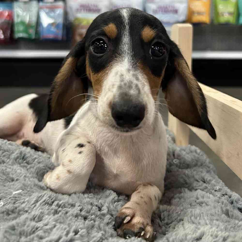 Male Dachshund Puppy for Sale in Lee's Summit, MO