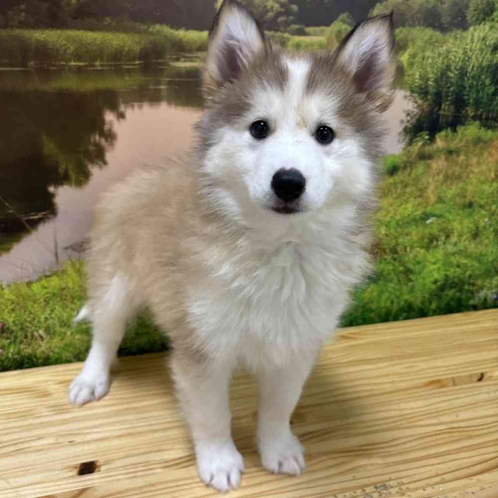 Male Pomsky Puppy for Sale in Lee's Summit, MO