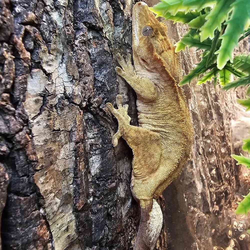 Unknown Tiger Crested Gecko Reptile for Sale in Lee's Summit, MO