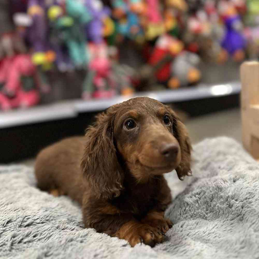 Male Dachshund Puppy for Sale in Lee's Summit, MO